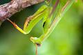mantis religiosa 4